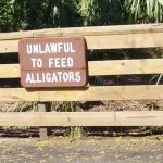 alligator sign